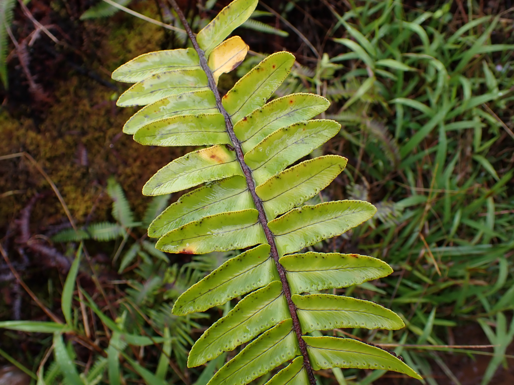 Southern Sword Fern (Nephrolepis exaltata)
