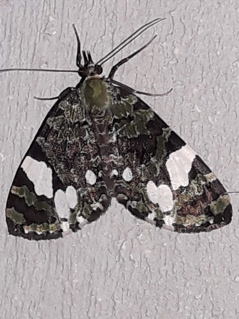 Hydriomena polyphonta