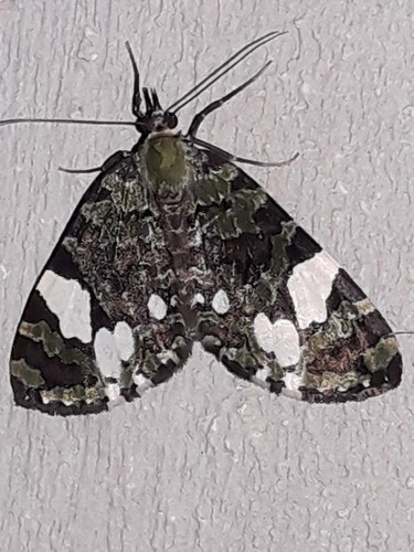 Hydriomena polyphonta