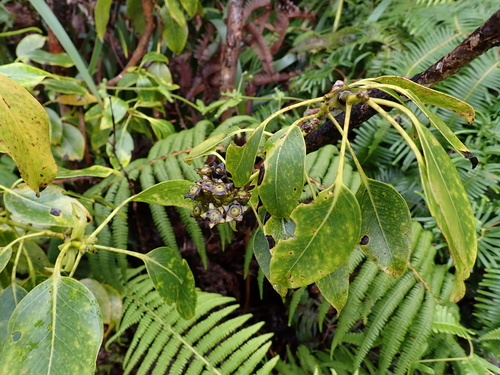 'ohi'a (Metrosideros macropus)