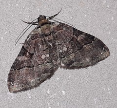 Xanthorhoe zenasaria