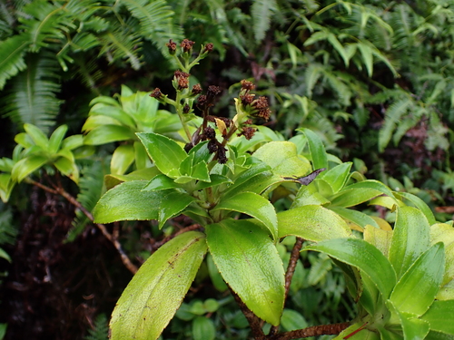 Naʻenaʻe-pua-melemele (Dubautia laxa)