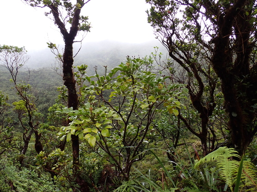 Polyscias oahuensis, photograph 2