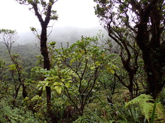 Polyscias oahuensis, photograph (c) Neal Kelso, some rights reserved (CC BY)
