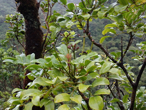 Polyscias oahuensis, photograph 1