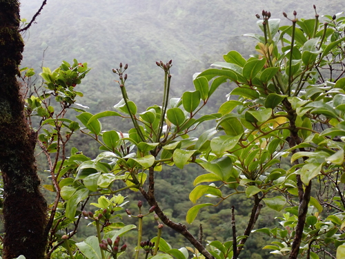 Polyscias oahuensis