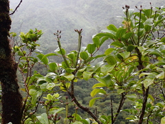 Polyscias oahuensis
