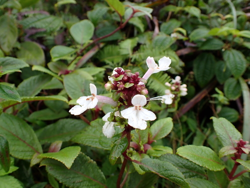 Kapana (Phyllostegia grandiflora)