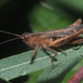 Bow-winged Grasshopper - Photo (c) Felix Riegel, some rights reserved (CC BY-NC), uploaded by Felix Riegel