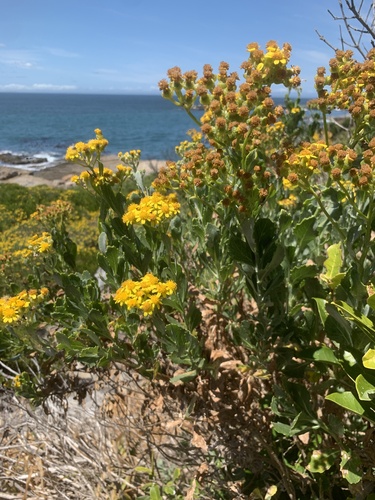 Senecio halimifolius, photograph 3