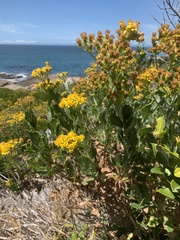 Senecio halimifolius, photograph (c) Dave Richardson, some rights reserved (CC BY)