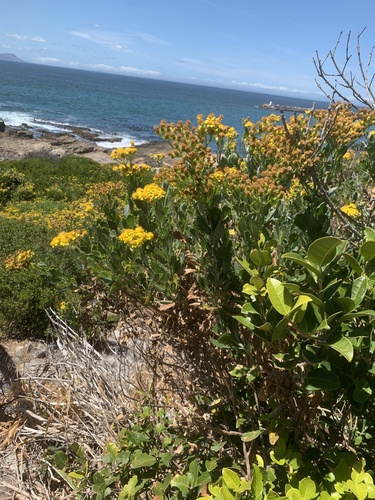 Senecio halimifolius, photograph 4