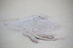 Rostroraja eglanteria