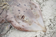 Rostroraja eglanteria