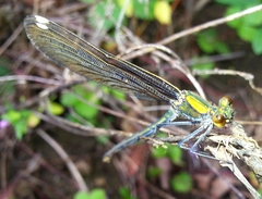 Calopteryx japonica