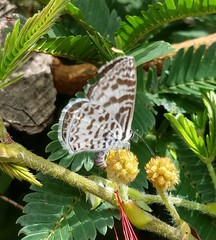 Leptotes cassius cassius