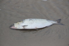Alosa sapidissima