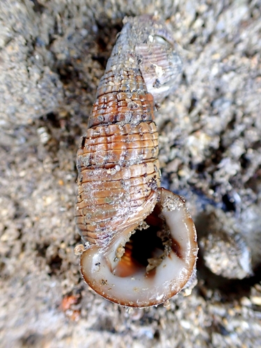 Terebralia sulcata, 2025-11-23