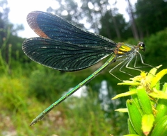 Calopteryx japonica