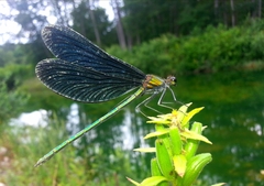Calopteryx japonica