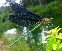 Calopteryx japonica