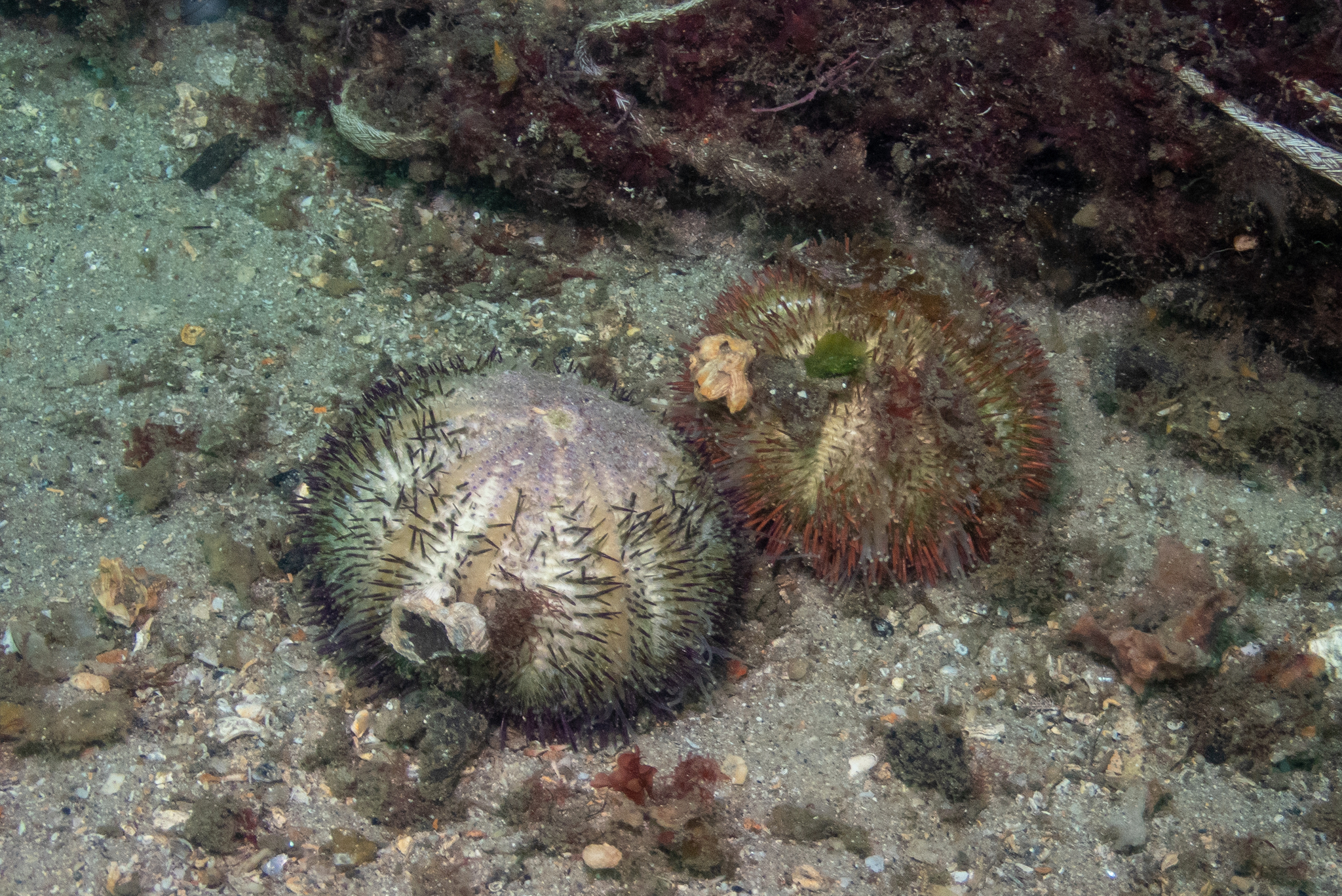 Temnopleurus alexandri