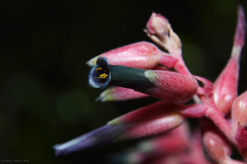 Puya spathacea, photograph 6