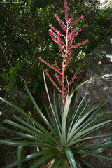 Puya spathacea, photograph (c) Tomás Carranza Perales, some rights reserved (CC BY)