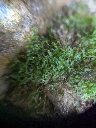 Appalachian shoestring fern (Vittaria appalachiana)