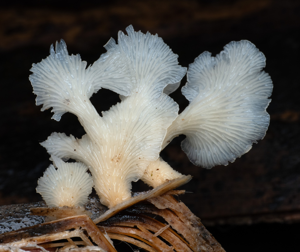 Lentinus copulatus · November 2025 · photo: © alan_rockefeller (iNaturalist, cc-by-sa)