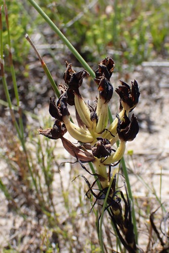 Grand Shield Orchid (Ceratandra grandiflora)