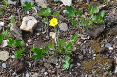 Ranunculus pedatifidus affinis