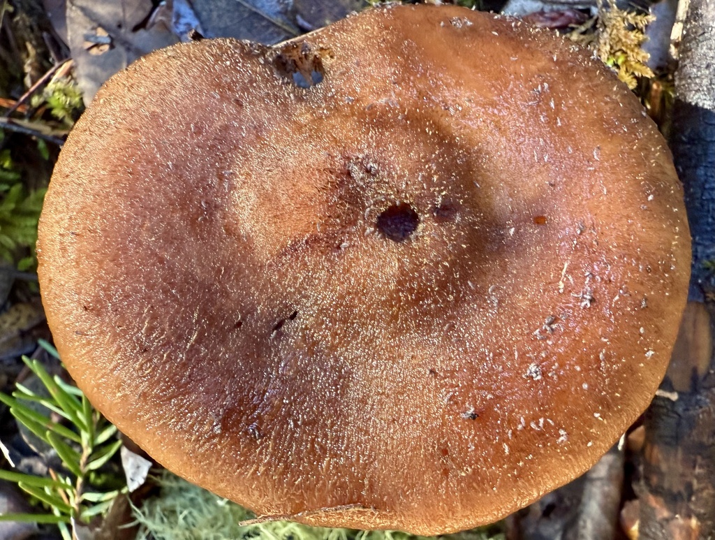 Armillaria sinapina · November 2025 · photo: © hllrnnr (iNaturalist, cc0)