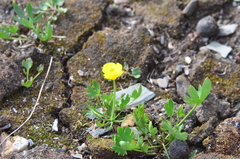 Ranunculus pedatifidus affinis