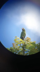 Psittacara leucophthalmus