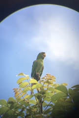 Psittacara leucophthalmus