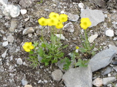 Ranunculus pedatifidus affinis