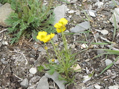 Ranunculus pedatifidus affinis