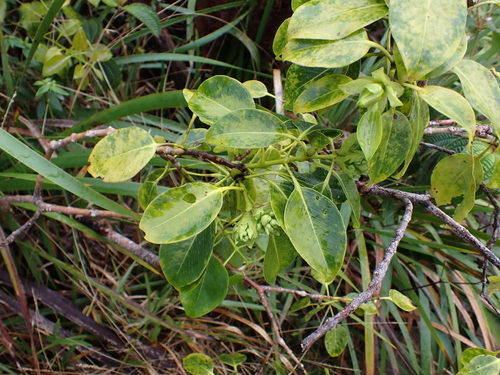 Lehua mamo (Metrosideros macropus)