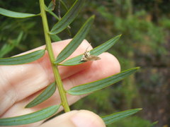 Trichophysetis cretacea
