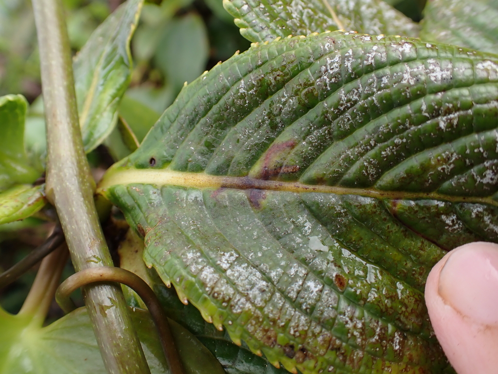 Proterhinus phyllobius