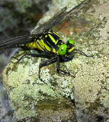 Anisogomphus maacki