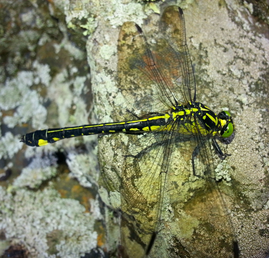 Anisogomphus maacki