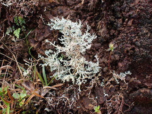 Stereocaulon observed 2025-11-22