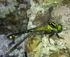 Anisogomphus maacki
