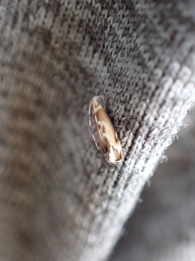 Hawaiian Dancing Moth