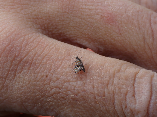 Mestolobes quadrifasciata observed 2025-11-22