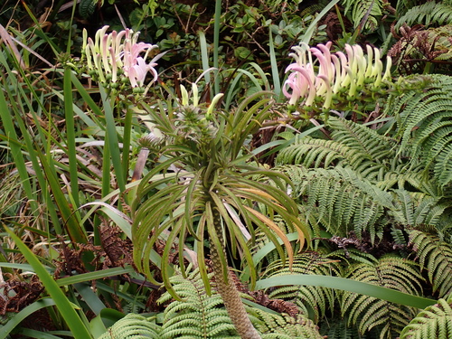 koli'i (Trematolobelia macrostachys)