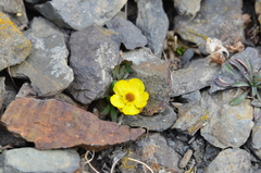 Ranunculus grayi
