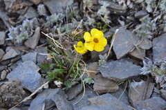 Ranunculus grayi